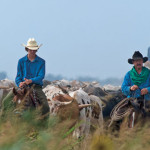 Boy Scout Image -- Cattle drive